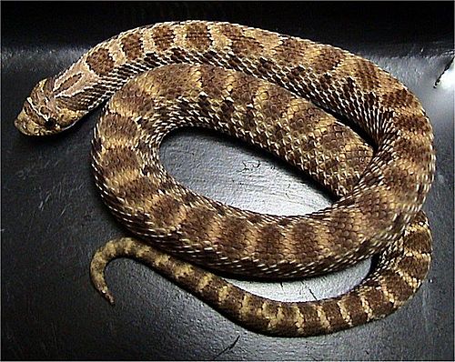 Western hognose snake